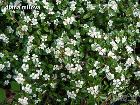 Котонеастър Мажор, Cotoneaster Dammeri Major, снимка 1 - Градински цветя и растения - 39310369