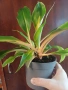 Оранжев хлорофитум, снимка 2