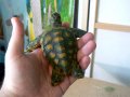 Продавам ръчно изработена статуетка . Водна костенурка .