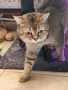 мъжки котарак шотлански, снимка 3