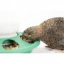 Хранилка за Птици - пиленца стояща 1 кг. - Арт. №: 11504, снимка 8