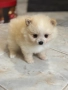 Померан мини , снимка 5