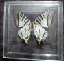 Пеперуда 2, снимка 1 - Картини - 42876910