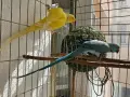 Малък Александър 3 чифт може и бартер, снимка 5