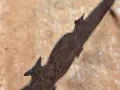Кама меч катар., снимка 4