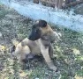 Белгийски овчарки Малиноа, снимка 5
