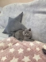 Продавам британски късокосмести котета, снимка 8