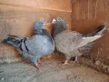 Продавам американски гиганти, снимка 1