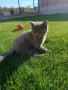 Британска късокосместа, снимка 1