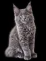 Коте от породата Мейн Кун, снимка 1