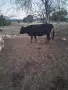 Продавам 3 бр.крави, снимка 3