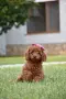 Той пудел Toy poodle, снимка 7