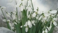 Кокиче (Galanthus), снимка 3