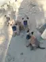 Белгийска Овчарка Малиноа, снимка 3