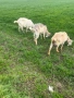 Продавам кози, снимка 1