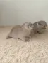 Чистокръвни британски котенца, снимка 5