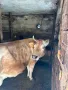 Продавам крава за клане, снимка 1