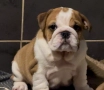 Английски булдог, снимка 6