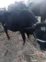 Продава се мъжко теле , снимка 2
