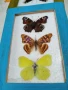 Пеперуди. Препарирани. Рамка. Естествени. Ръчно изработени , снимка 3