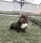 American Bully Pocket, снимка 5