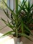 Палма Юка стайна - 150см.- 50лв.., снимка 3