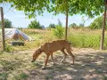 Продавам хрътки , снимка 2