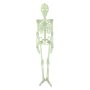 Фосфорициращ скелет, 90 см