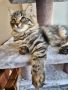 Сибирско котенце, класическо таби, 3 м, Бургас, сибирче, коте, снимка 1