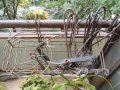 Ретро Керамични саксии за растения всякакви размери, употребявани и чисто нови; поставки за саксии , снимка 12
