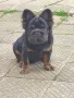 Френски булдог за разплод , снимка 7