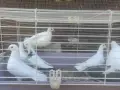 Бели гълъби млади ! , снимка 2
