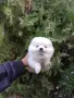 Бяло момченце. Померан., снимка 1