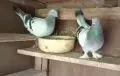 Мардини  гълъби, снимка 1