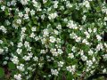 Котонеастър Мажор, Cotoneaster Dammeri Major, снимка 1 - Градински цветя и растения - 39310369