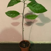 Авокадо, снимка 2 - Стайни растения - 37528724