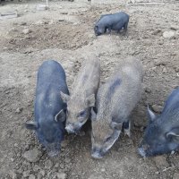 Заплодени свине майки 2 броя, снимка 15 - Прасета - 34457347