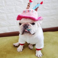 Кучешка шапка за рожден ден Шапка за рожден ден на домашен любимец Шапки за кучешки рожден ден, снимка 8 - За кучета - 27063296