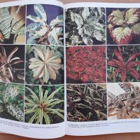 Blattpflanzen- vielgestaltig und bunt, Walter Richter,1979, снимка 2 - Специализирана литература - 29867844