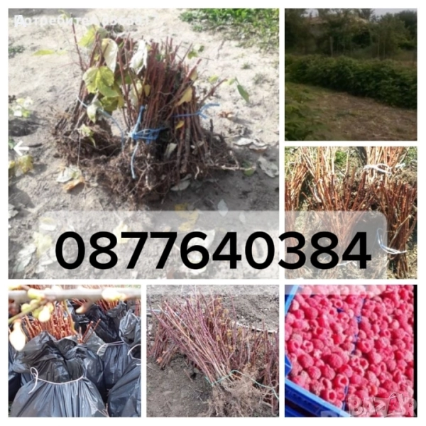 Продавам разсад малини сорт Херитидж, снимка 1