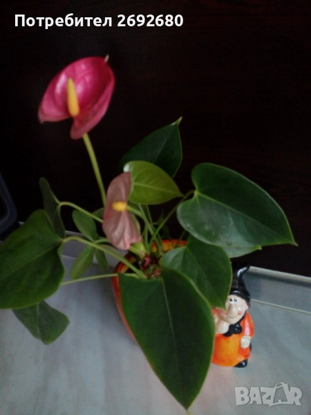 Антуриум червен,сансевиера,хлорофитум/цени в описанието , снимка 1