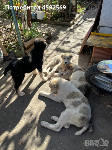 САО Алабай, снимка 1