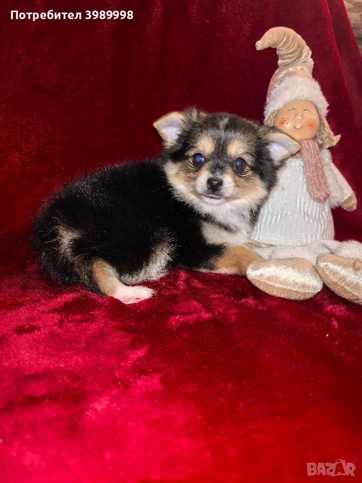 Мини шпиц-момиче, снимка 1