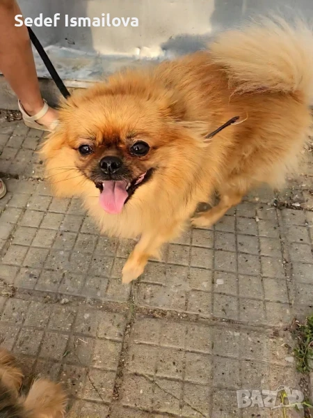 куче на 3 год , снимка 1