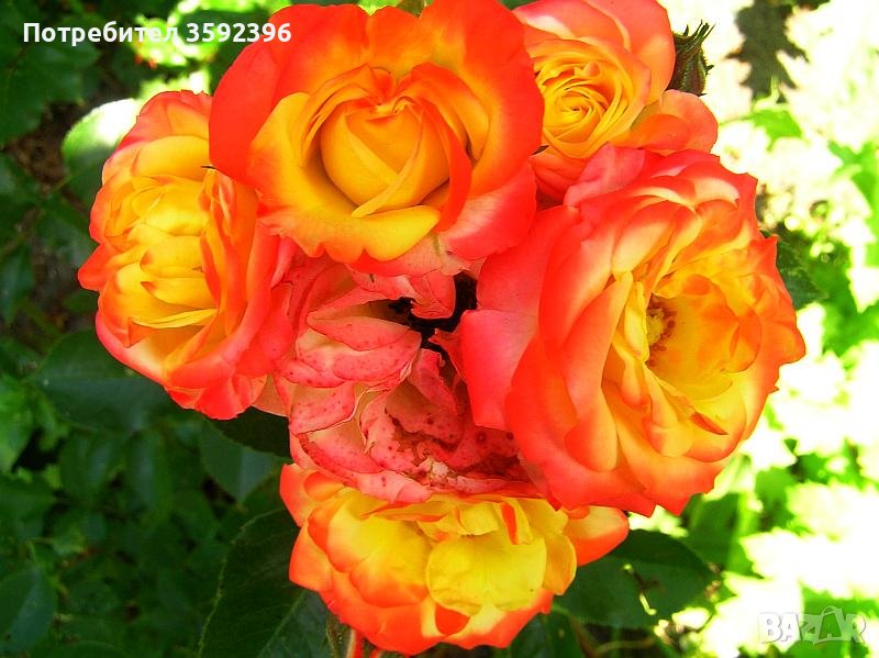 Продавам 10 цвята рози катерливи резници общо за 10 лева, снимка 1