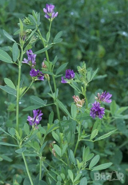 Люцерна (Алфалфа) на прах, снимка 1