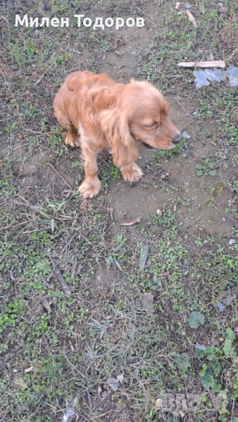 Куче търсач на трюфели , снимка 1