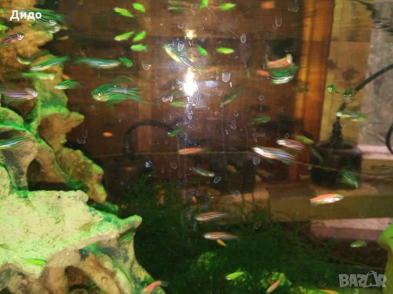 Рибки Данио, снимка 1
