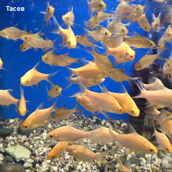 Тинфойл барб 5-6см, снимка 1