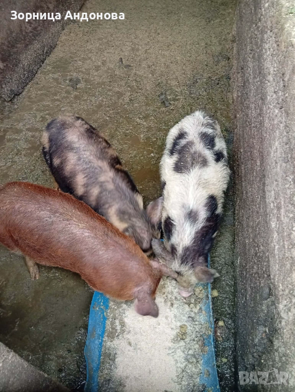 Прасета , снимка 1